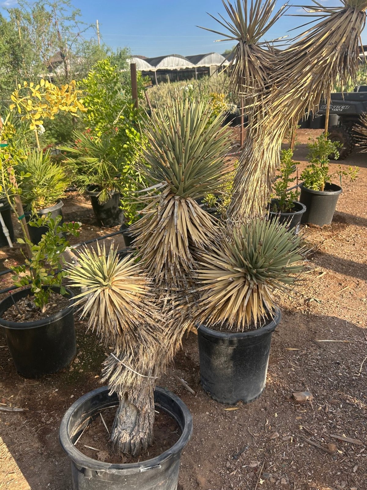 Specimen yuccas potted and ready for desert installation