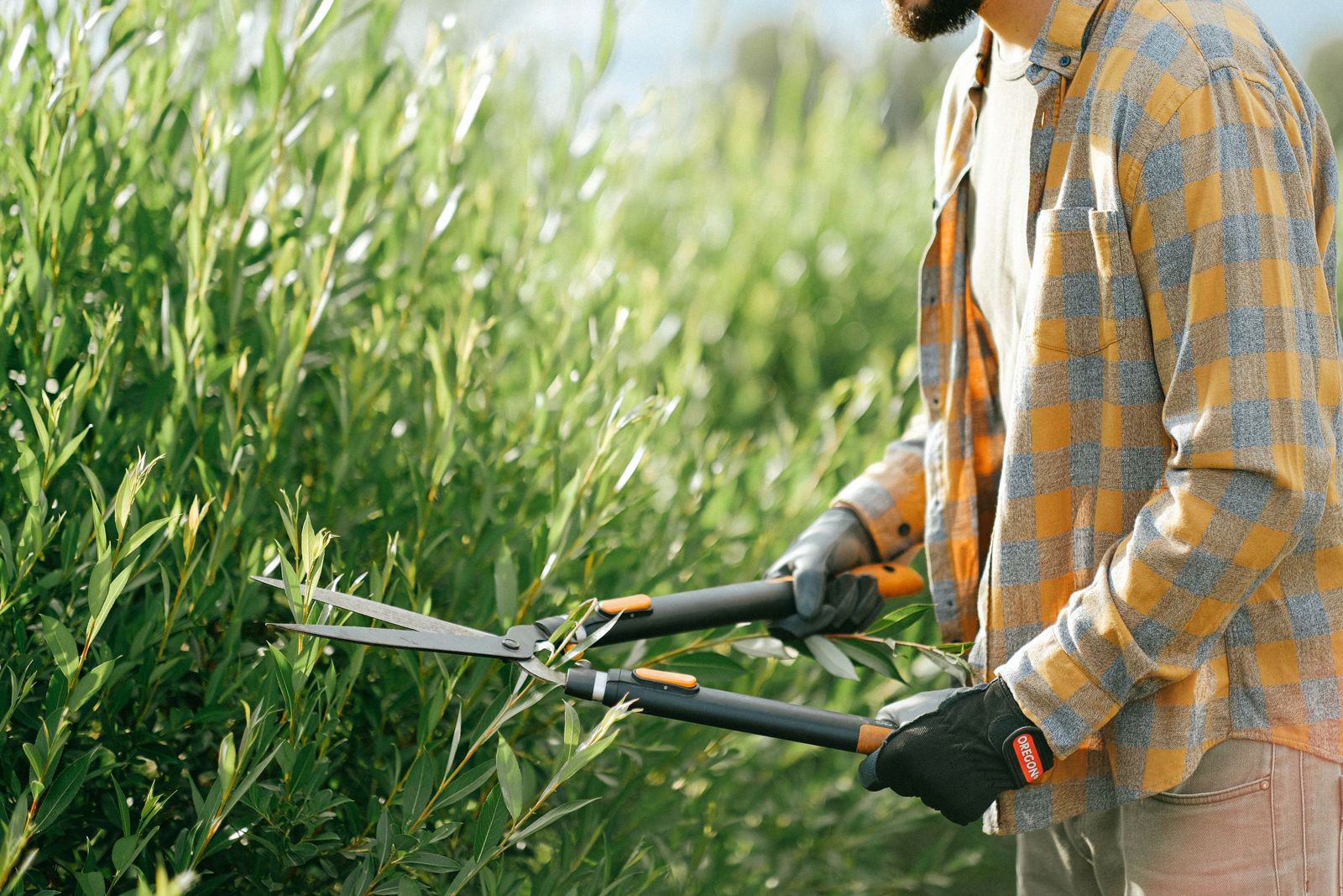Gardener trimming a shrub with hand shears